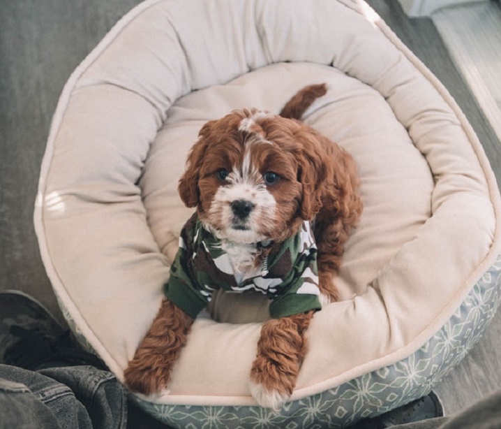 cute-brown-dog-in-cozy-bed