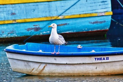 seagull on row boat