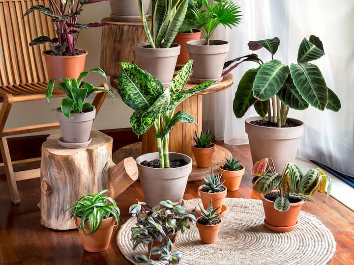 plants and greenery at home