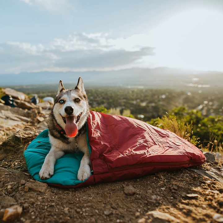 a heterochromia husky laying in his sleeping bag on a mountain 