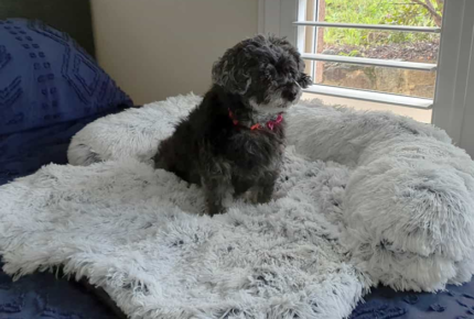 Dogs Beds